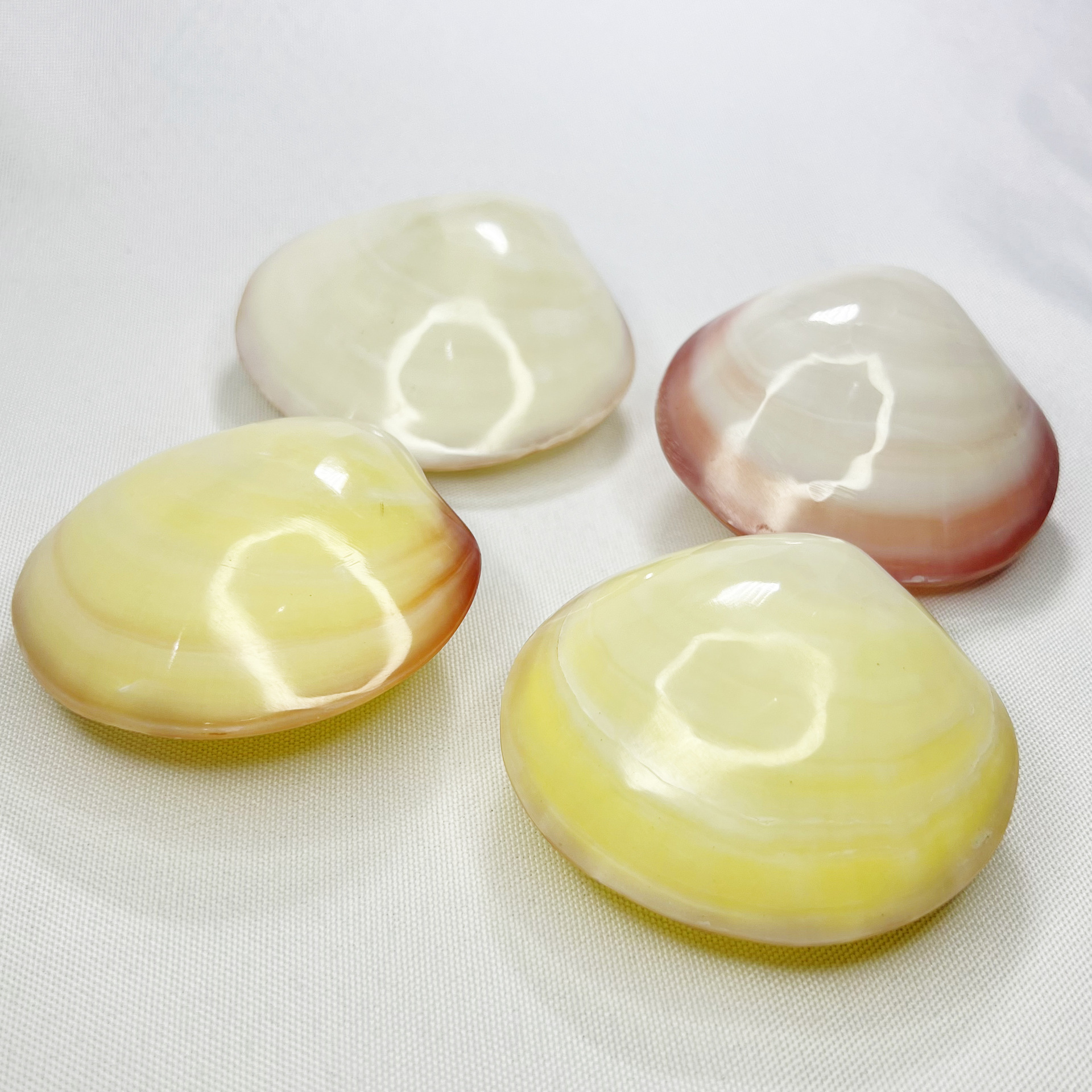 Natural Gari Shell - Pink Clam - огляд і ціна Marine Aquarium Home