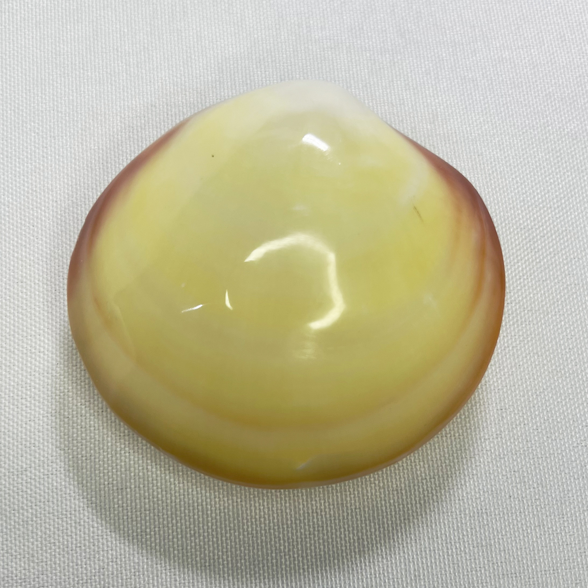 Natural Gari Shell - Pink Clam - огляд і ціна Marine Aquarium Home