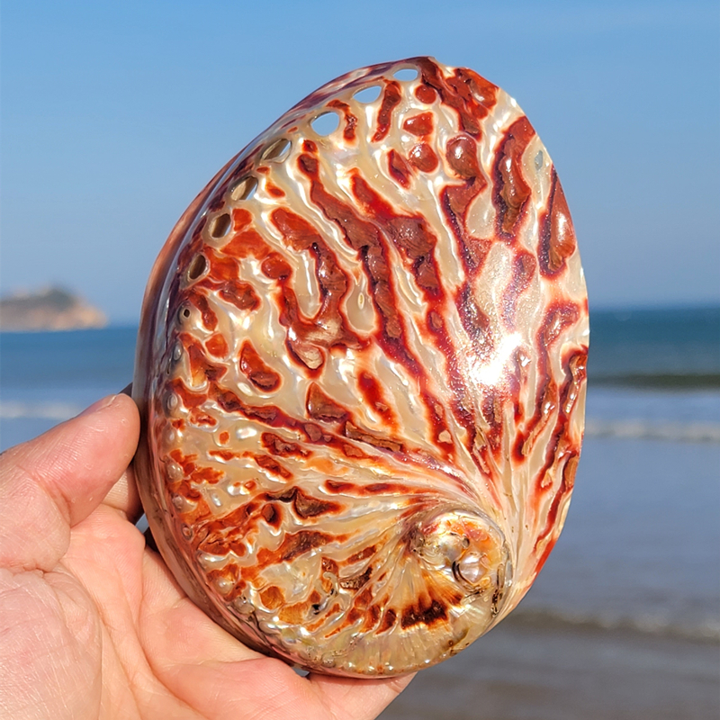 Home Decoration Red Pattern Ab - огляд і ціна Marine Aquarium Decorations