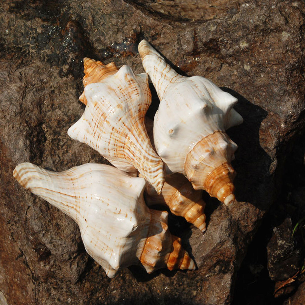 Decorative Conch Shell for Aqu - огляд і ціна Marine Aquarium Decorations
