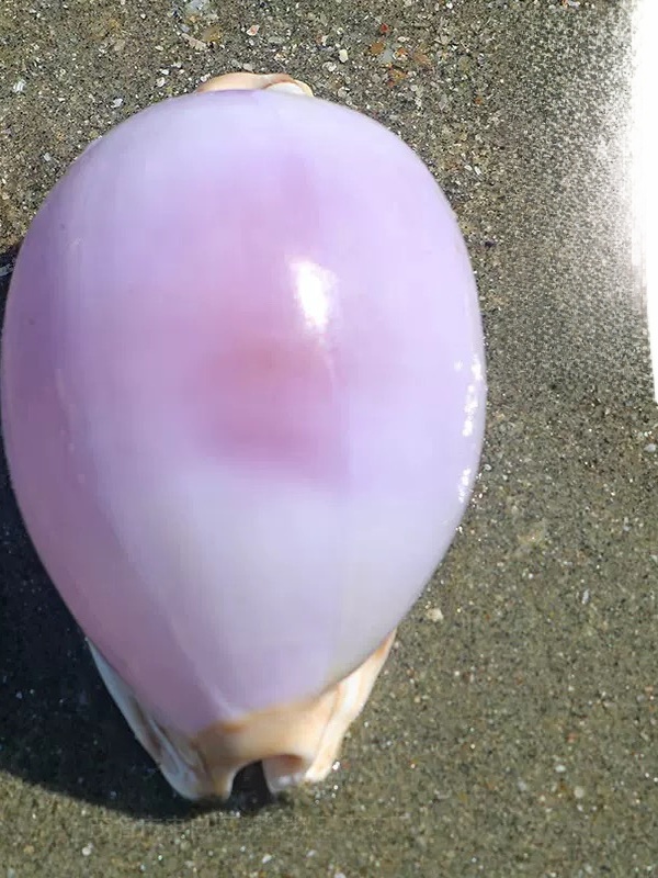 Rare l Sea Snail ell Aquarium  - огляд і ціна Marine Aquarium Home