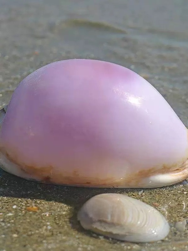 Rare l Sea Snail ell Aquarium  - огляд і ціна Marine Aquarium Home