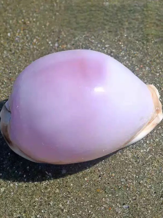 Rare l Sea Snail ell Aquarium  - огляд і ціна Marine Aquarium Home