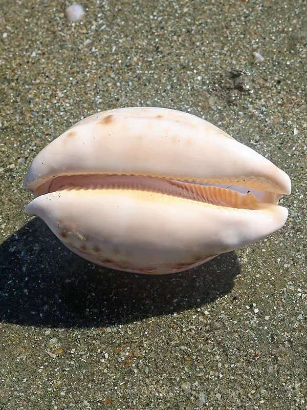 Rare l Sea Snail ell Aquarium  - огляд і ціна Marine Aquarium Home